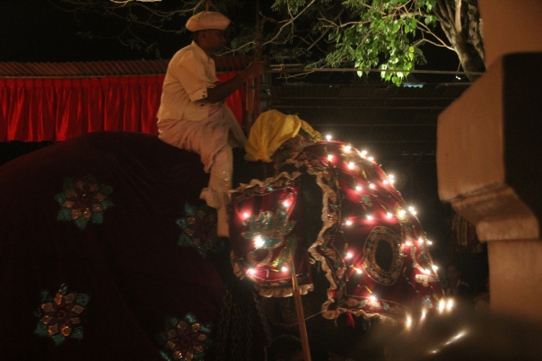 First elephant in the procession